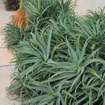 Fantastic 4 Cyprus First Line Beachfront