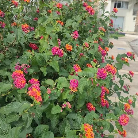 Appartamento Fantastic 4 Cyprus First Line Beachfront