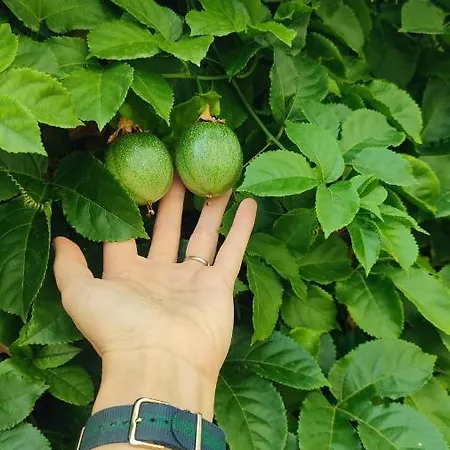 Fantastic 4 Cyprus First Line Beachfront Boghaz