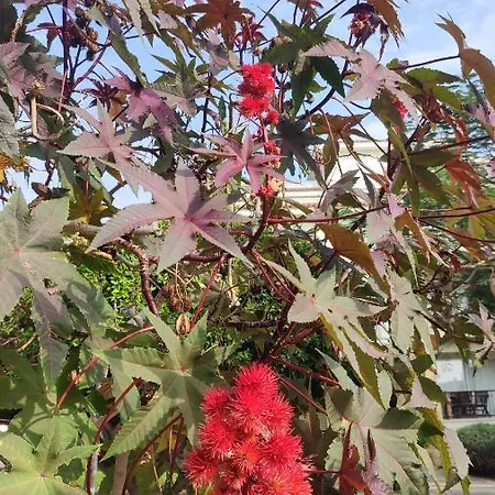 Fantastic 4 Cyprus First Line Beachfront