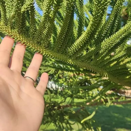 Fantastic 4 Cyprus First Line Beachfront דירה *