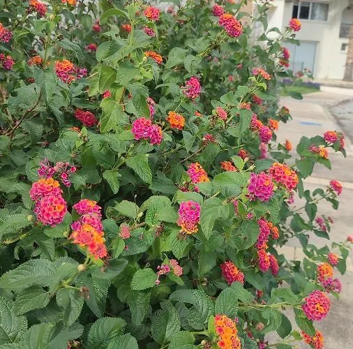 Apartment Fantastic 4 Cyprus First Line Beachfront